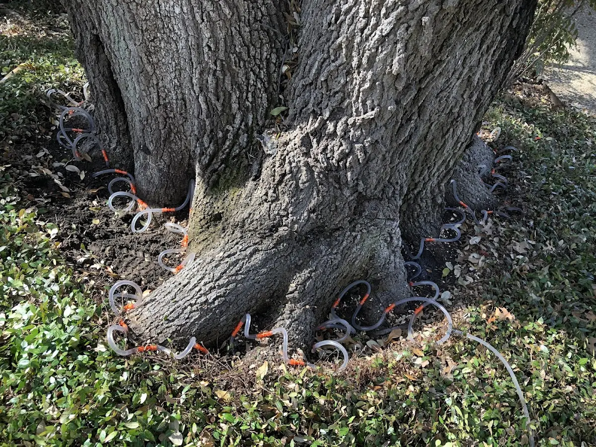 Detailed Tree Cabling and Bracing job site in Folkston